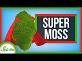 Moss and Its Healing Properties