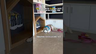 동물병원에서 잠꼬대하며 “앙앙!!”하는 앙스키