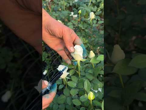 How did the rose turn blue? #shorts
