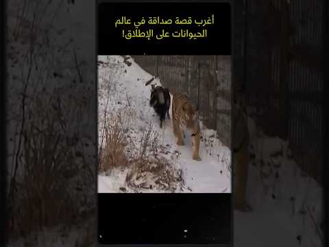 صداقة لا تُصدَّق: ماعز ونمر يتحديان الطبيعة! #صداقة_غريبة #ماعز_ونمر  #عالم_الطبيعة #حيوانات