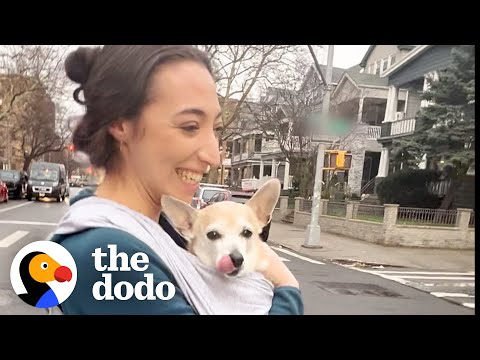 Senior Dog Prefers Dad's Girlfriend Over Him | The Dodo