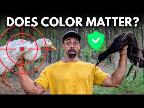 Black vs White: Which Birds Survive? (My Chickens & Ducks Prove It)