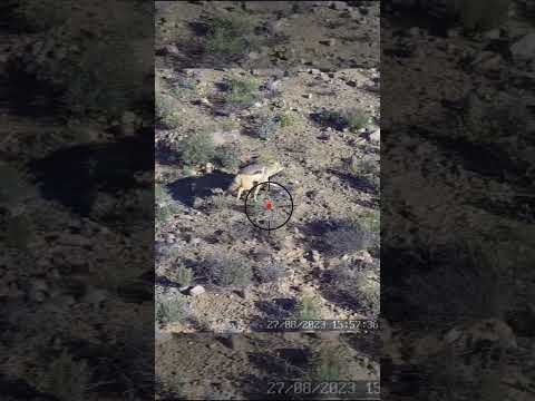 Epic Jackal/Coyote Hunt #helicopter #ultimatehunting #animals