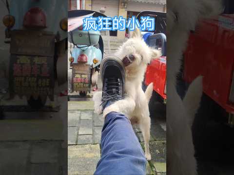 这只疯狂的小狗他拼命攻击我的脚  他想吃我的脚
