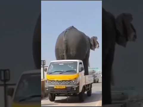 other pick-up vs Tata pickup #automobile #modificition #tatamotors