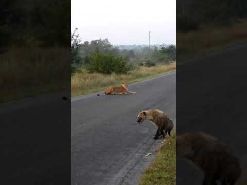 Survivor Hyena Crosses Lioness with Confidence at Senalala Lodge