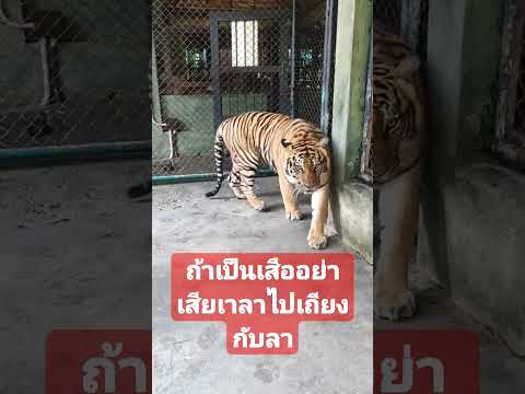 ถ้าเป็นเสืออย่าไปเสียเวลาเถียงกับลา #funny #awesome