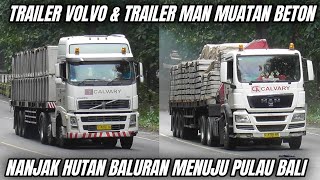 Trailer Volvo & Man Muatan Beton Nanjak Santai, Truk Hino Fuso Isuzu Ditanjakan Hutan Baluran