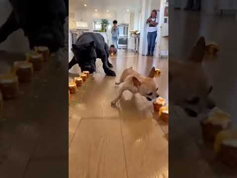 Tiny Dog Won the Impossible Race ๐ถ๐ฅ