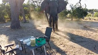 4-Tonne Elephant Interrupts Romantic Dinner – Chaos Caught on Camera