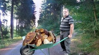 Obrovské hřiby ze smrkového lesa. Pravé hřiby už rostou. Obrovské pravé letní hřiby. Houbaření 2025