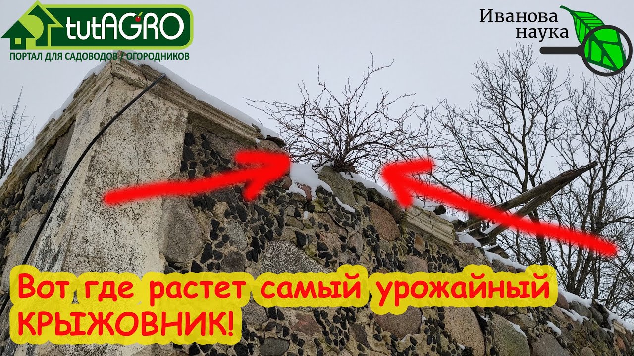 Самый урожайный крыжовник - на камнях! Лишний уход только вредит! Урожай без трат и хлопот.