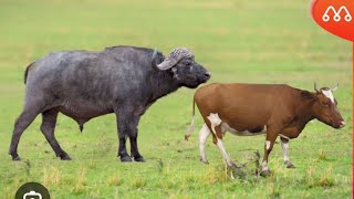 Amazing Bull mating fast jumpers season 5 Session 5