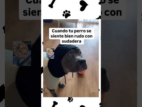Bruno Firulais Sacando el Barrio flow🐕🐶😎😂🔴 #video #viral #dog #funny #foryou #food #shorts #short