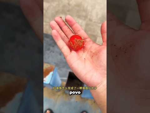 Magia do Polvo Bola! 🐙✨