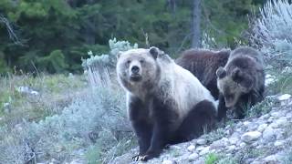 Grizzly Bear Blondie on Grand Teton National Park Tour