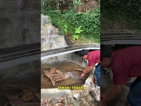 Bingung harus kasih ikan apa😩,ada saran? komen ya #youtubermobilmobilan #diorama #kontenmainan #diy