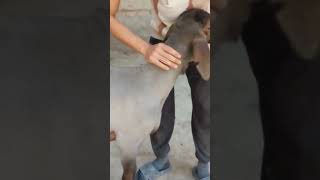 QIRG'IZISTON ARASHAN QOCHKOPLARI YANGI PARTIYA ARGINALARI KELDI