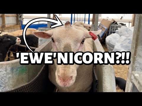 Well, this was unexpected... ~ a UNICORN ram, second cut hay stress & back with a BAD EX!?