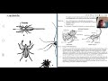 Dichotomous Key and Arachnid Identification