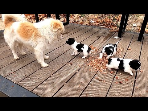 Rescue three puppies from busy interchange ( Full version )