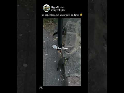 Bir kaplumbağa için utanç verici bir durum 😂