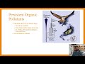 Impact and Characteristics of DDT