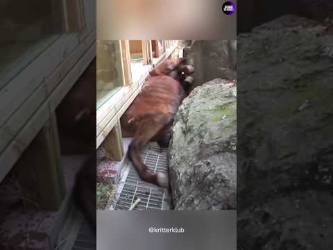 Baby Tried to Save His Trapped Mom ๐