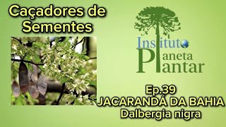 Caçadores de Sementes- Ep. 39 - JACARANDÁ DA BAHIA - Dalbergia nigra