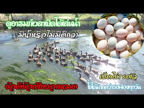 เลี้ยงเป็ดไข่มีน้ำให้เล่นกับไม่มีน้ำแบบไหนดีกว่า🦆🏞เลี้ยงแบบน