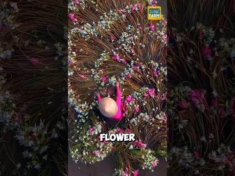 How do Vietnamese people turn water lilies into food? #waterlily #shorts