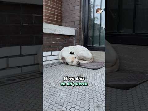 No quiero tener un perro! #perros #reflexiones #historiastristes #historiasdeanimales