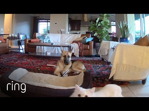 When Mercy the Dog Is Busted Chewing on a Picture, Her Cat Accomplices Cover Up for Her | RingTV