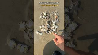 Rescue mission: Crabs rescued  & safely released 🥺