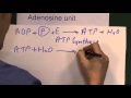 ATP and Energy Production Concepts