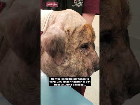 Poor dog suffers from a huge swelling face due to lack of circulation