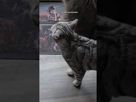 Wen will Apollo sehen? #Katzen