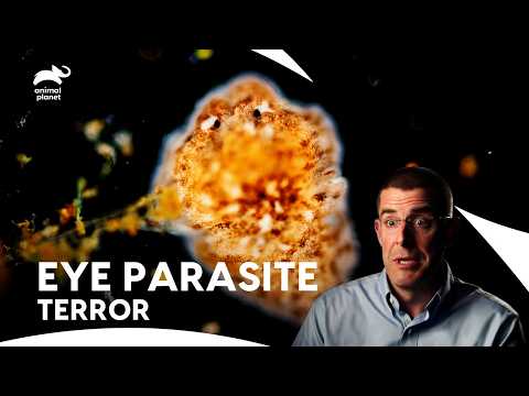 Will Doctors Save Whitney’s Eye From Parasite Infection? | Monsters Inside Me | Animal Planet