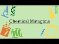 Chemical Mutagens and Their Effects