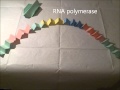 RC Protein and DNA Regulation