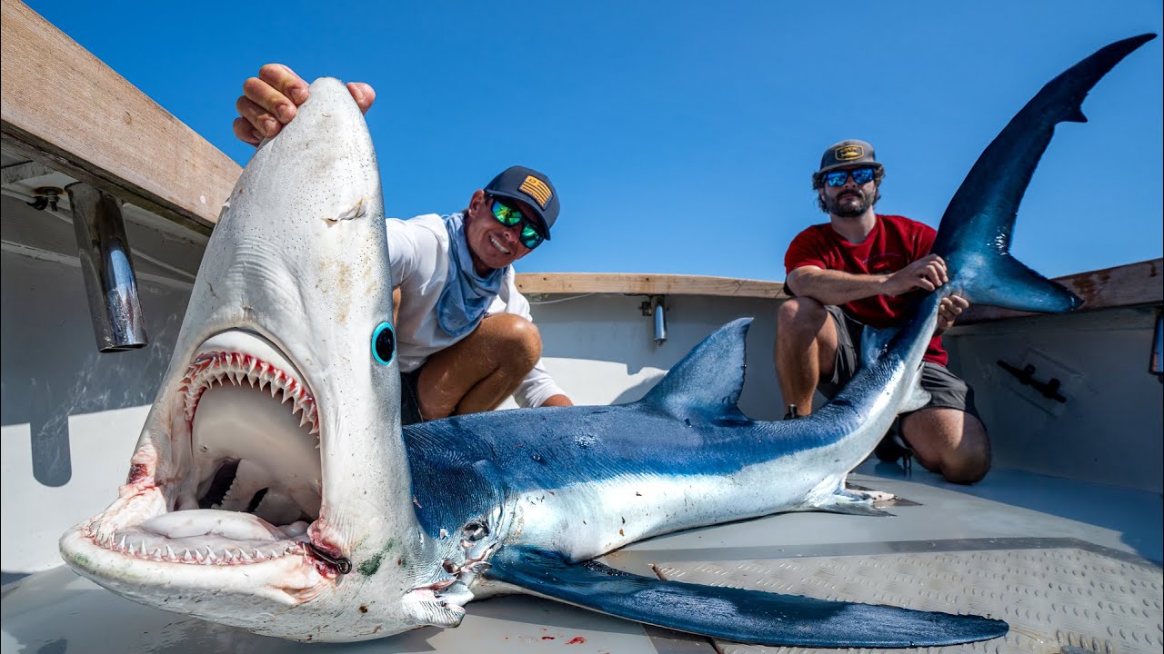 GIANT Mako & Blue Shark! Catch Clean Cook!
