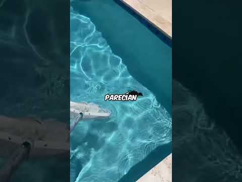 La niña SALVA unos PATITOS de la PISCINA🐤❤️