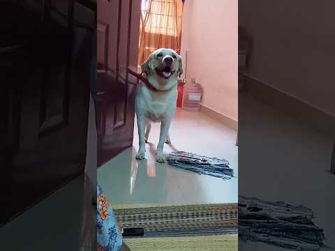 🔥எனக்கு கோவம் வராது...💥🥰 #shorts #dog #doglover #shortsviral #ytshorts #funnydogs #dogshorts #yt