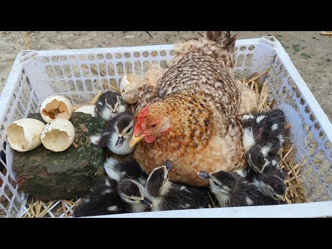 Will This Hen Raise Ducklings? You Won't Believe The Results! 🐣🦆