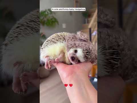 A cute and funny baby Hedgehog #hedgehog #babyhedgehog #short