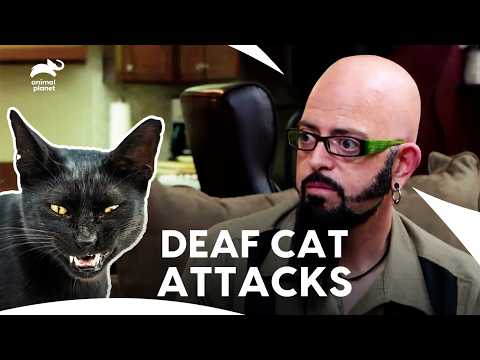 Godzilla "The Deaf Cat" Attacks Becoming More Dangerous & Deadly | My Cat From Hell | Animal Planet