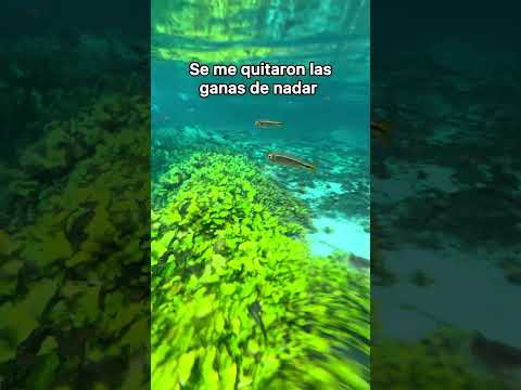 Así es nadar en los Cenotes, los portales del inframundo 😨 #yucatán