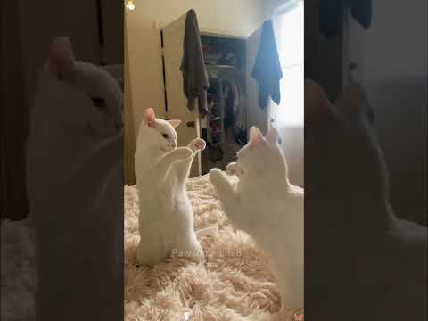 Living with Two Cats Should Be a Sitcom ππ±πΊ#catsoftiktok #funnycat #cat #kitten #kittens