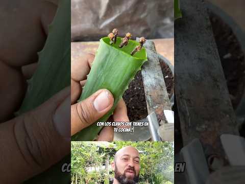 El secreto para multiplicar el clavo de olor en tu huerta 🌿 #ReproducciónNatural #ClavoDeOlor