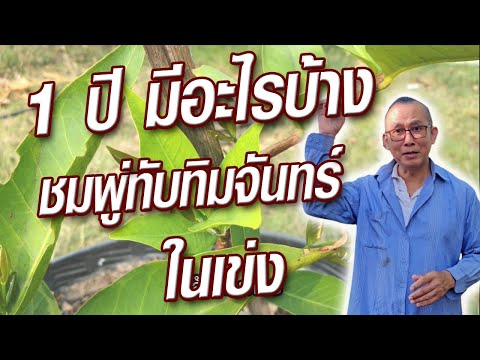 @ครูสวัสดิ์ชมพู่ทับทิมจันทร์ในเข่ง1ปีอยู่หรือไปมีอะไรเปลี่ยน